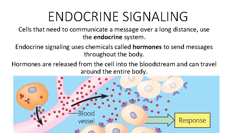 ENDOCRINE SIGNALING Cells that need to communicate a message over a long distance, use