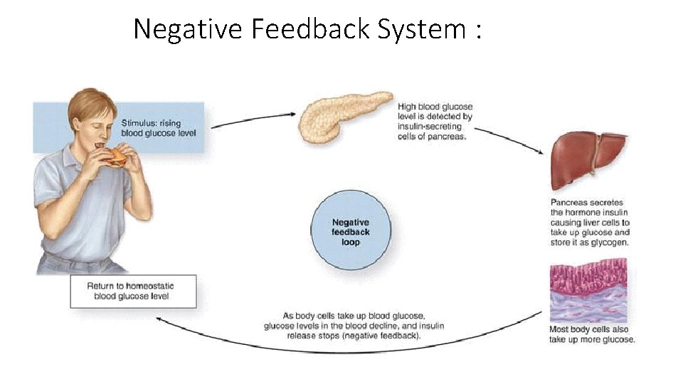 Negative Feedback System : 