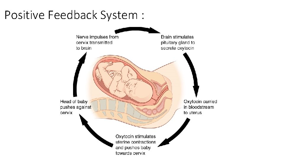 Positive Feedback System : 