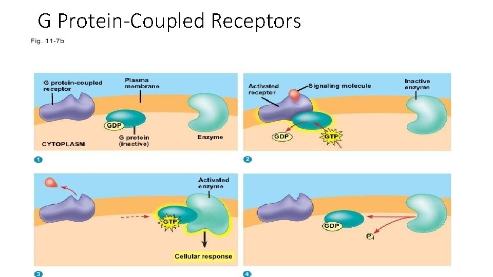 G Protein-Coupled Receptors 