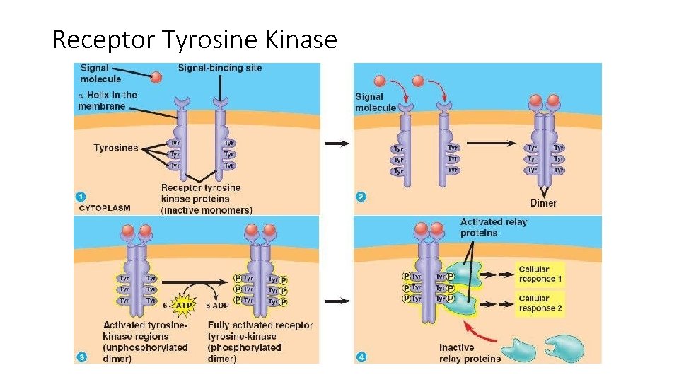 Receptor Tyrosine Kinase 