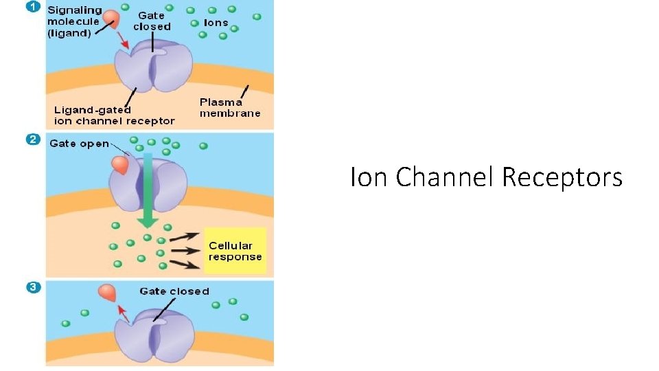 Ion Channel Receptors 