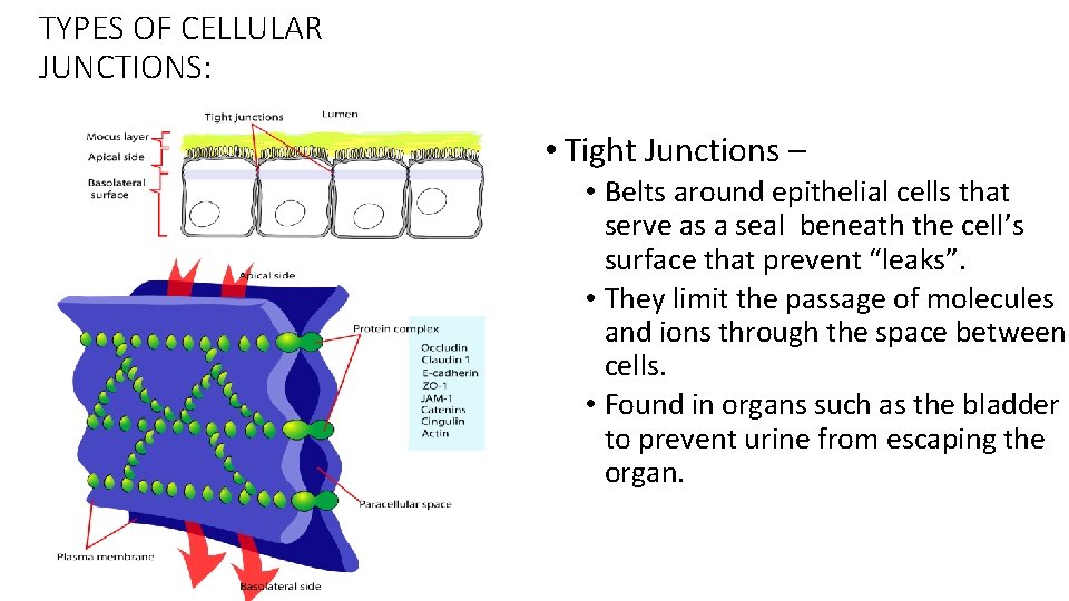 TYPES OF CELLULAR JUNCTIONS: • Tight Junctions – • Belts around epithelial cells that