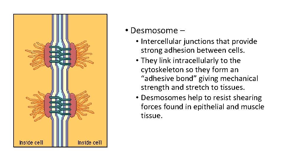  • Desmosome – • Intercellular junctions that provide strong adhesion between cells. •