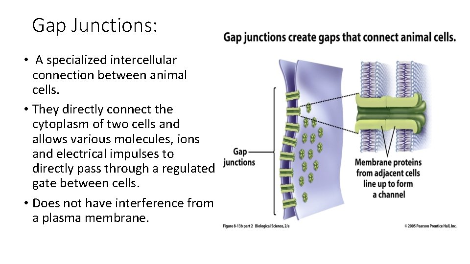 Gap Junctions: • A specialized intercellular connection between animal cells. • They directly connect