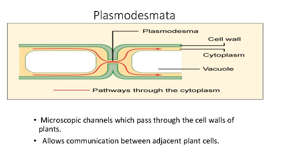 Plasmodesmata • Microscopic channels which pass through the cell walls of plants. • Allows