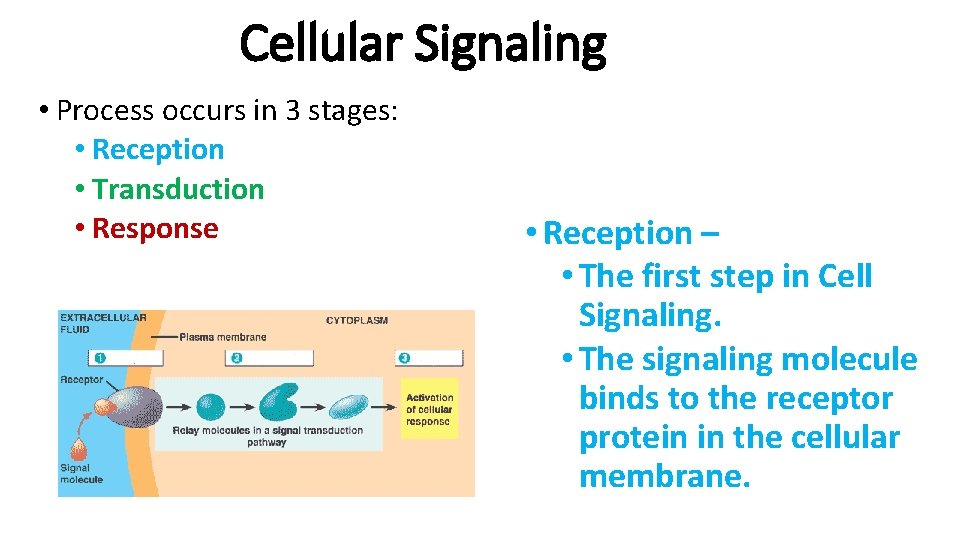 Cellular Signaling • Process occurs in 3 stages: • Reception • Transduction • Response