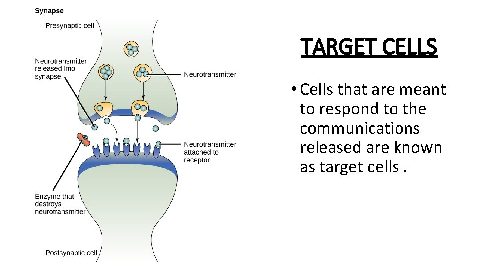 TARGET CELLS • Cells that are meant to respond to the communications released are