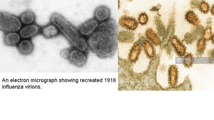 An electron micrograph showing recreated 1918 influenza virions. 
