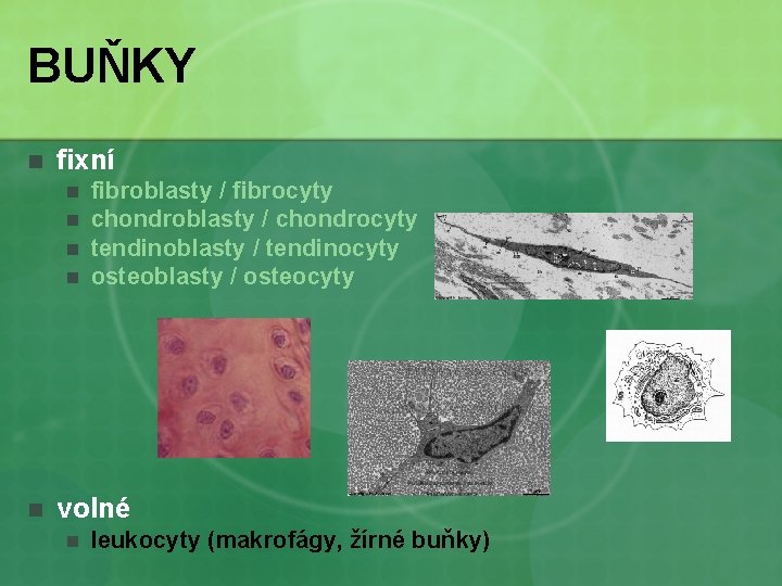 BUŇKY n fixní n n n fibroblasty / fibrocyty chondroblasty / chondrocyty tendinoblasty /