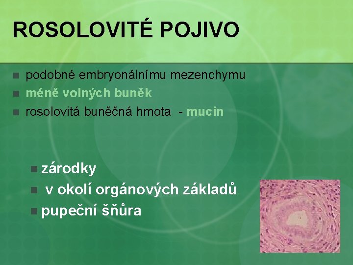 ROSOLOVITÉ POJIVO n n n podobné embryonálnímu mezenchymu méně volných buněk rosolovitá buněčná hmota