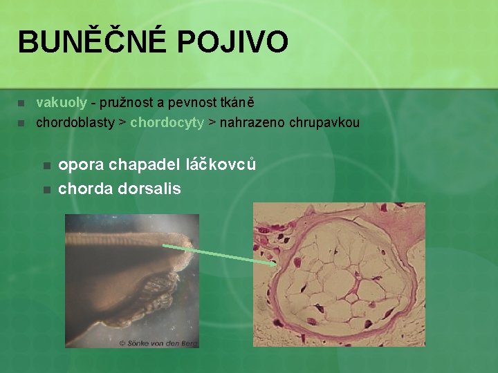 BUNĚČNÉ POJIVO n n vakuoly - pružnost a pevnost tkáně chordoblasty > chordocyty >