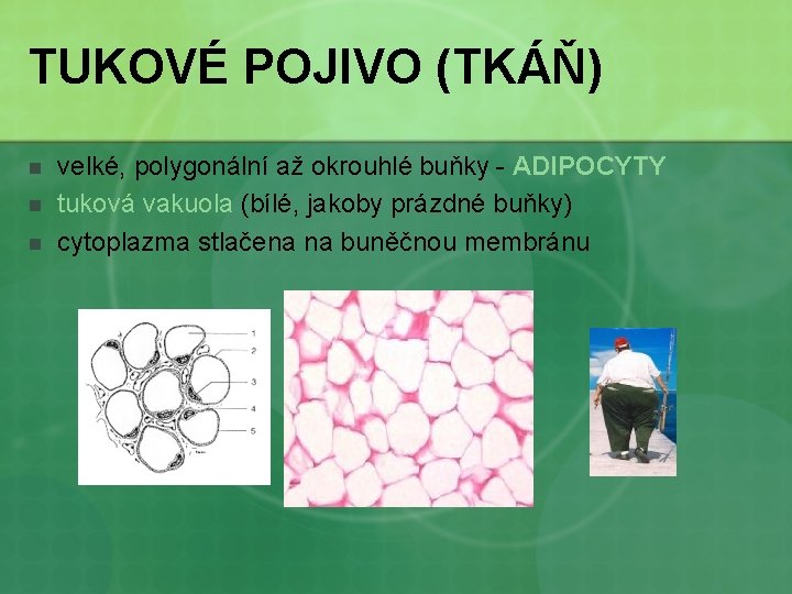 TUKOVÉ POJIVO (TKÁŇ) n n n velké, polygonální až okrouhlé buňky - ADIPOCYTY tuková