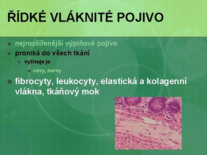 ŘÍDKÉ VLÁKNITÉ POJIVO n n nejrozšířenější výplňové pojivo proniká do všech tkání n vyživuje