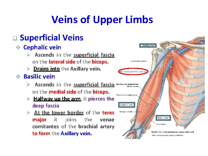 Veins of Upper Limbs q Superficial Veins v Cephalic vein Ø Ascends in the