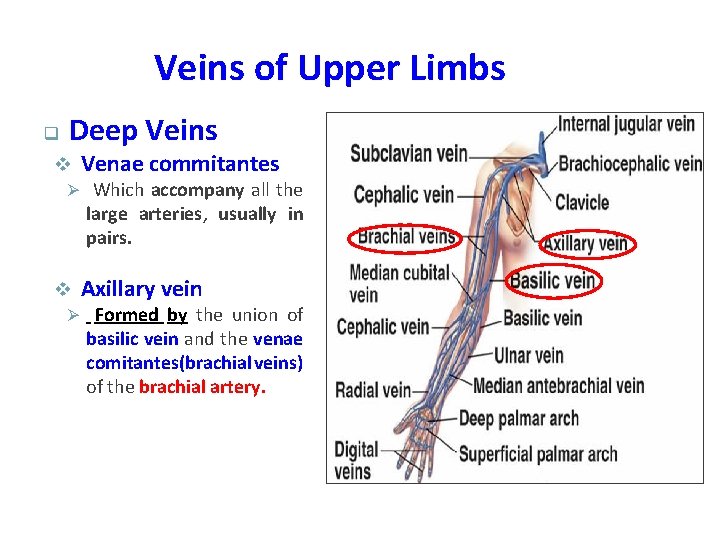 Veins of Upper Limbs q Deep Veins v Venae commitantes Ø Which accompany all