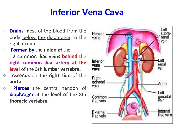 Inferior Vena Cava Drains most of the blood from the body below the diaphragm