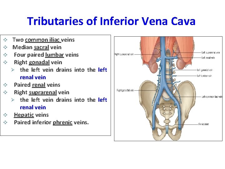 Tributaries of Inferior Vena Cava v v v v Two common iliac veins Median