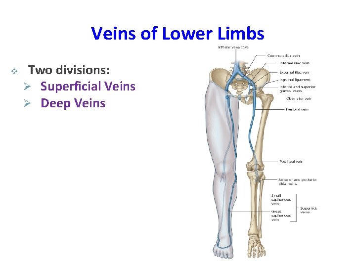 Veins of Lower Limbs v Two divisions: Ø Superficial Veins Ø Deep Veins 