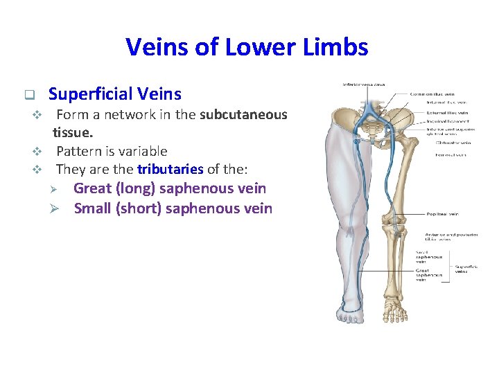 Veins of Lower Limbs q Superficial Veins Form a network in the subcutaneous tissue.