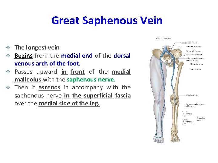 Great Saphenous Vein The longest vein Begins from the medial end of the dorsal