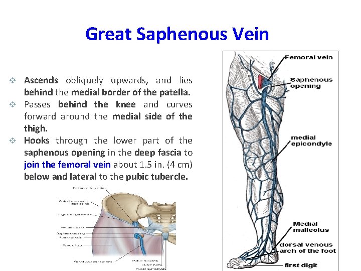 Great Saphenous Vein Ascends obliquely upwards, and lies behind the medial border of the