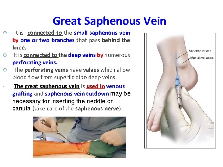 Great Saphenous Vein It is connected to the small saphenous vein by one or