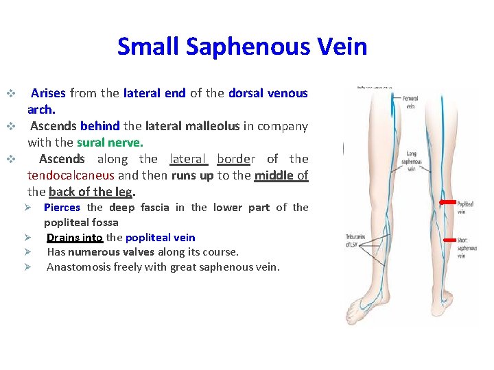Small Saphenous Vein Arises from the lateral end of the dorsal venous arch. v