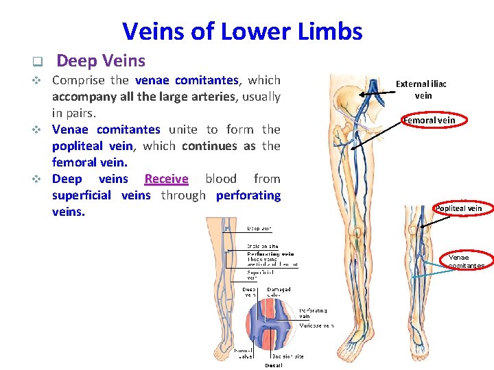 Veins of Lower Limbs q Deep Veins Comprise the venae comitantes, which accompany all