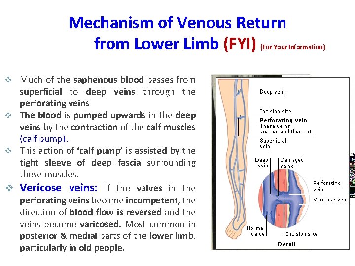 Mechanism of Venous Return from Lower Limb (FYI) (For Your Information) Much of the
