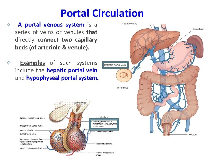 Portal Circulation v A portal venous system is a series of veins or venules