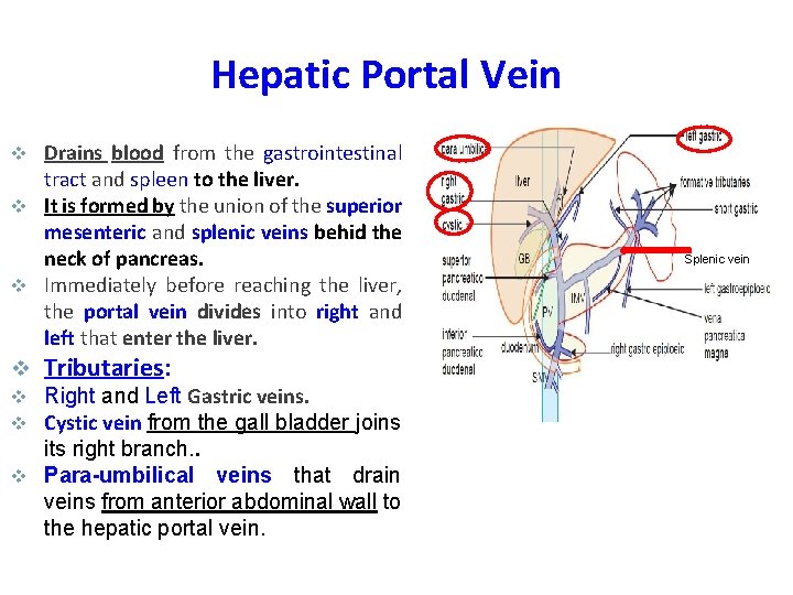 Hepatic Portal Vein Drains blood from the gastrointestinal tract and spleen to the liver.