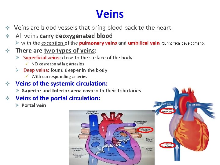 Veins v v Veins are blood vessels that bring blood back to the heart.