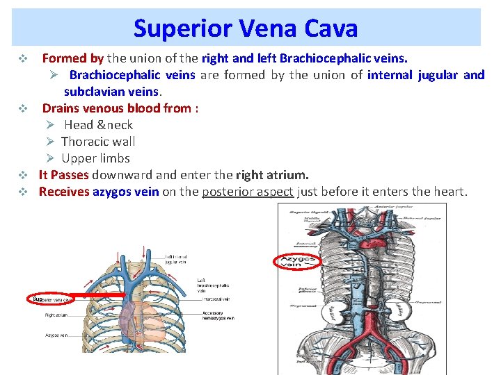 Superior Vena Cava Formed by the union of the right and left Brachiocephalic veins.