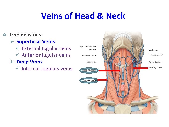 Veins of Head & Neck v Two divisions: Ø Superficial Veins ü External Jugular