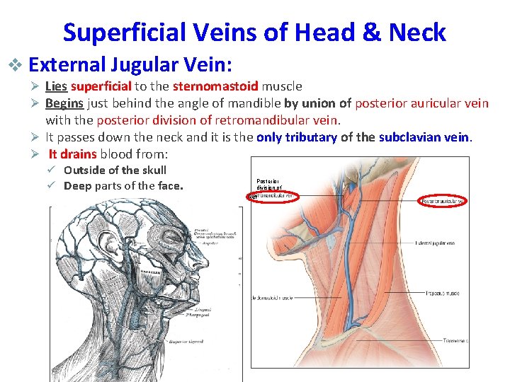 Superficial Veins of Head & Neck v External Jugular Vein: Ø Lies superficial to