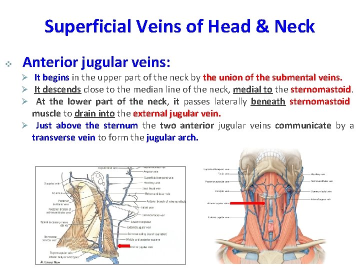 Superficial Veins of Head & Neck v Anterior jugular veins: Ø It begins in