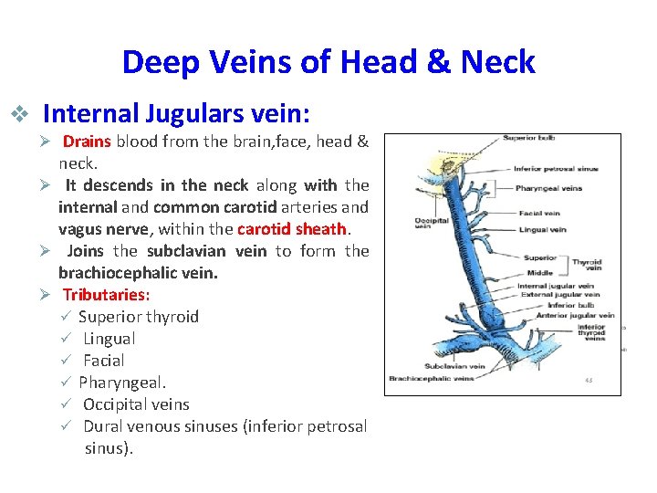 Deep Veins of Head & Neck v Internal Jugulars vein: Ø Drains blood from