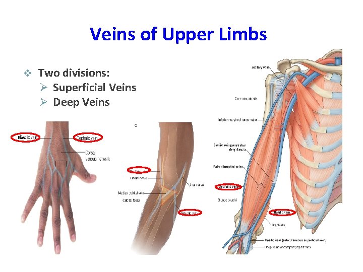 Veins of Upper Limbs v Bas Two divisions: Ø Superficial Veins Ø Deep Veins