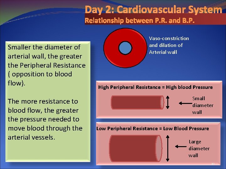 Day 2: Cardiovascular System Relationship between P. R. and B. P. Smaller the diameter