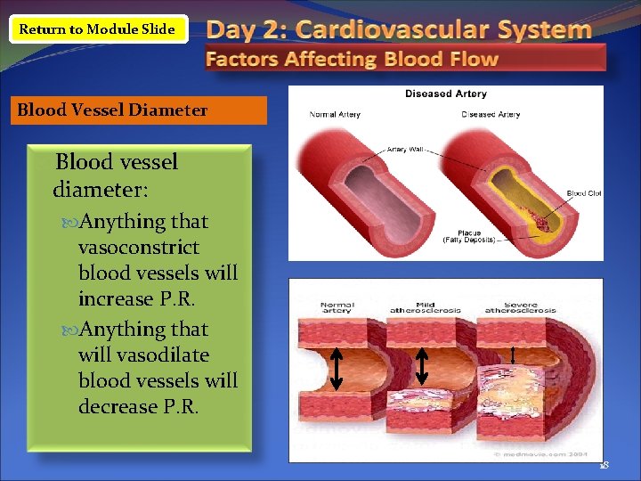 Return to Module Slide Blood Vessel Diameter Blood vessel diameter: Anything that vasoconstrict blood