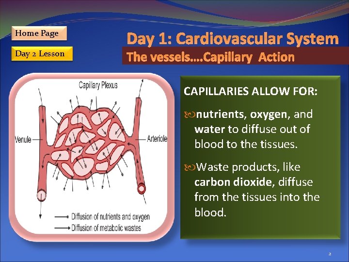 Home Page Day 2 Lesson Day 1: Cardiovascular System The vessels…. Capillary Action CAPILLARIES