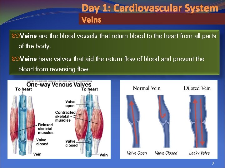 Day 1: Cardiovascular System Veins are the blood vessels that return blood to the