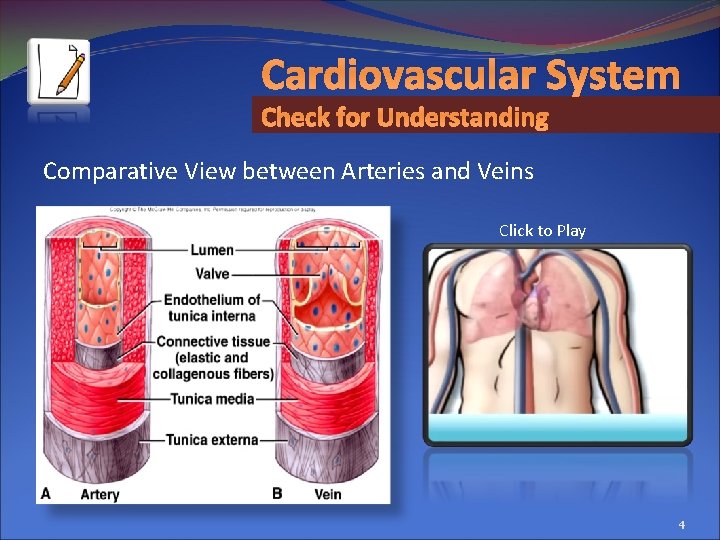 Cardiovascular System Check for Understanding Comparative View between Arteries and Veins Click to Play