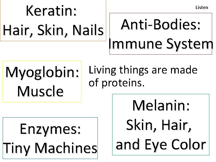 Keratin: Hair, Skin, Nails Myoglobin: Muscle Listen Anti-Bodies: Immune System Living things are made