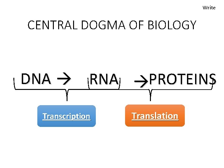 Write CENTRAL DOGMA OF BIOLOGY DNA RNA PROTEINS Transcription Translation 