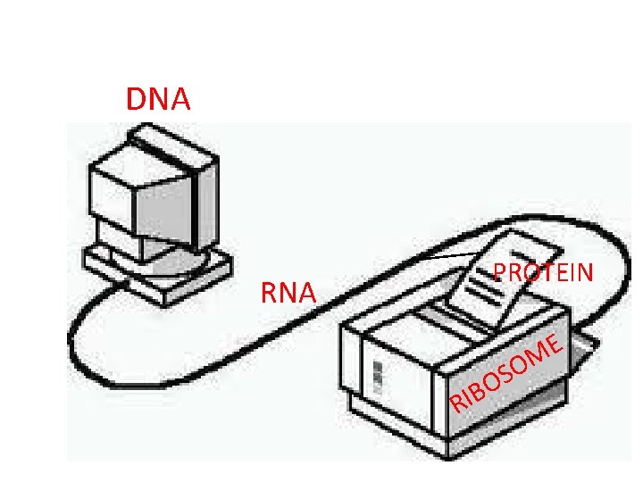 DNA RNA PROTEIN O B I R E M O S 
