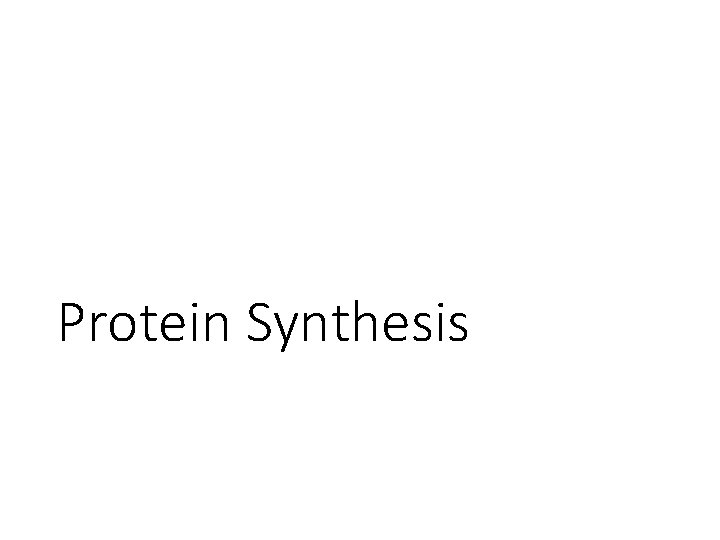 Protein Synthesis 