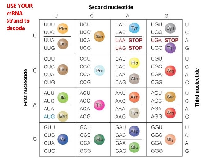 USE YOUR m. RNA strand to decode 