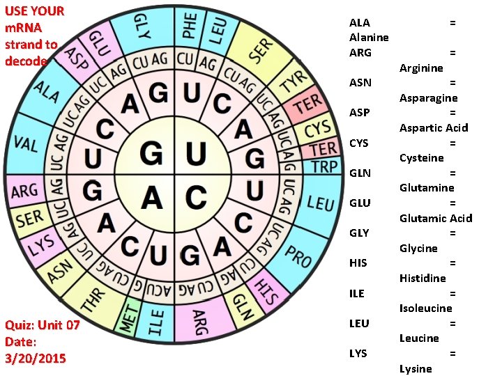 USE YOUR m. RNA strand to decode ALA Alanine ARG ASN ASP CYS GLN